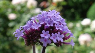 富士山麓の湧き水がタダでもらえます。