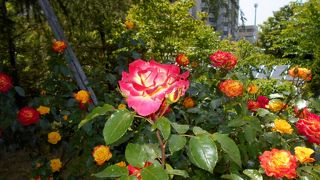 愛知県有数の芝桜・薔薇の名所です。