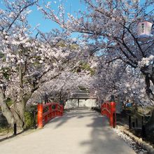 眼鏡橋と桜並木。