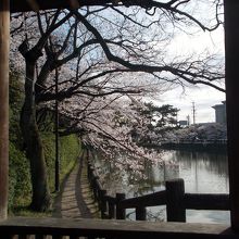 四阿からの城池左岸の桜並木の眺め。