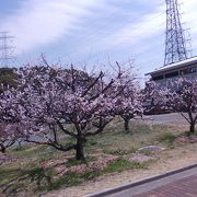 東海屈指の梅の名所