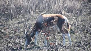何種類かの動物にも出会えます。