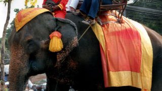 初ゾウに乗りました！！