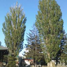 二本のポプラの様子