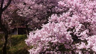 すごい桜のボリューム。