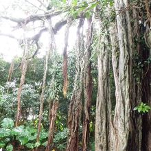 枝から伸びる根のようなものがすごい