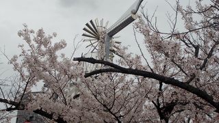 大府市の桜の名所