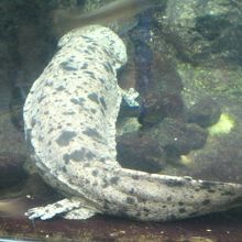 オオサンショウウオ