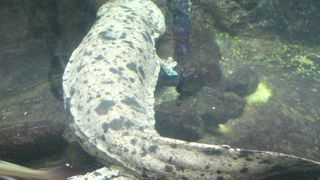 城崎マリンワールド