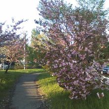 春は”ピンクロード”の側面もあります