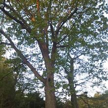 巨木は撮影が大変なんですけどね…