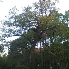 もっと高画質なカメラが欲しくなる、素敵な原始林です