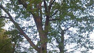 巨木探しが楽しいです