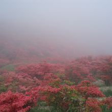 霧...見えなかった