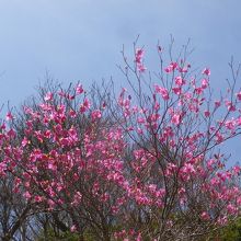 春にはアカヤシオが咲いています