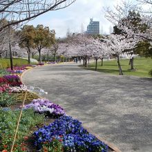 パンジー花壇と桜並木の中を散策するのは気持ちいいです。