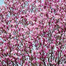 桜だけでなくシモクレンも満開でした。