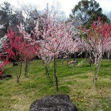 ハナモモも5分咲き程度でしたがきれいに咲いていました。