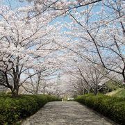 東浦町で梅・桜を鑑賞するならここ！