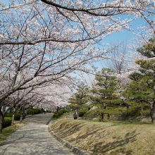 公園東入口付近の桜と松の並木道。