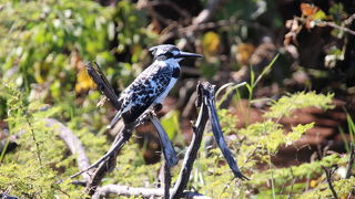 種々の鳥に出会えます。