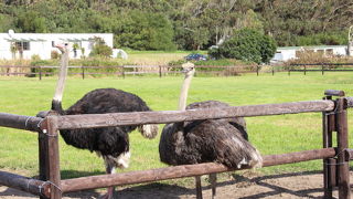 危険なバブーンが柵上に