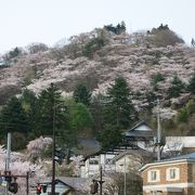 桜のお山