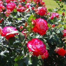 沢山のバラが庭園を美しく彩っています