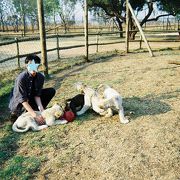 ライオンの子供と戯れることができる