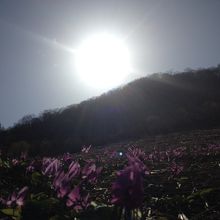 斜面いっぱいのかたくり