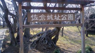 歴史民俗博物館もある公園