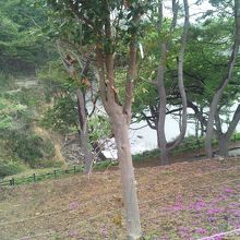 四季の花々が美しく植えられている