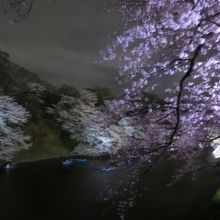 夜桜
