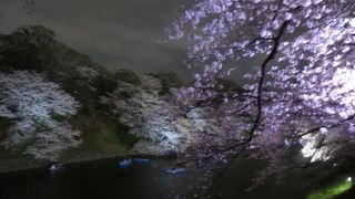 見事な桜