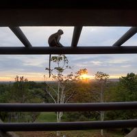 部屋のバルコニーにバブーンがきます