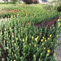 前庭のチューリップがきれいに咲いてきました