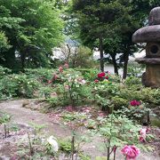 ぼたんまつり只今の開花状況