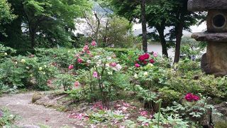 ぼたんまつり只今の開花状況