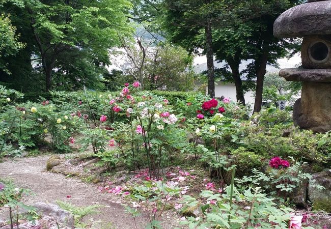 ぼたんまつり只今の開花状況