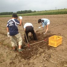 老いも若きも嬉々として働いています〜(笑)