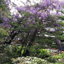 裏手の藤の花です。