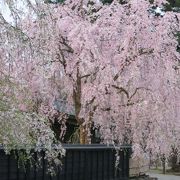 黒壁に枝垂れ桜が映えます