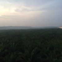 ホテルの裏はジャングルが広がってます！