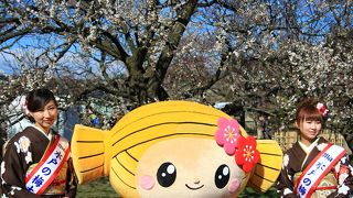 偕楽園はやはりこの季節に