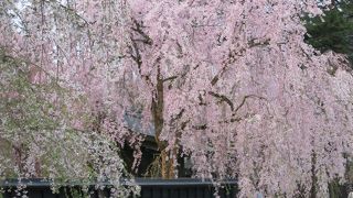 黒壁に枝垂れ桜が映えます