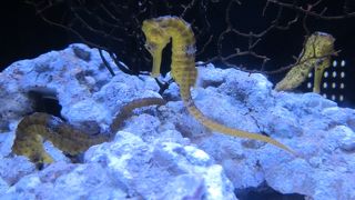 サクっと見学できる小さい水族館