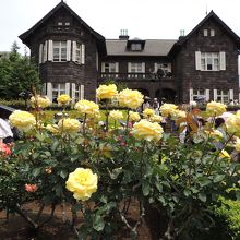 前日までの雨でバラの美しさは今一つ