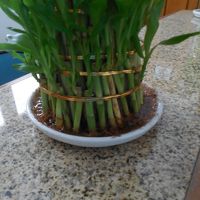 竹が根を張ってます