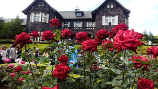 見事なバラが咲き誇る