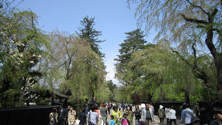 武家屋敷に咲く枝垂桜。